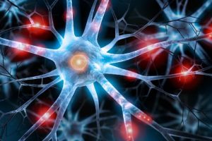 Estudo diz que mulheres têm em média menos 4 mil milhões de neurónios que os homens Estudo diz que mulheres têm em média menos 4 mil milhões de neurónios que os homens